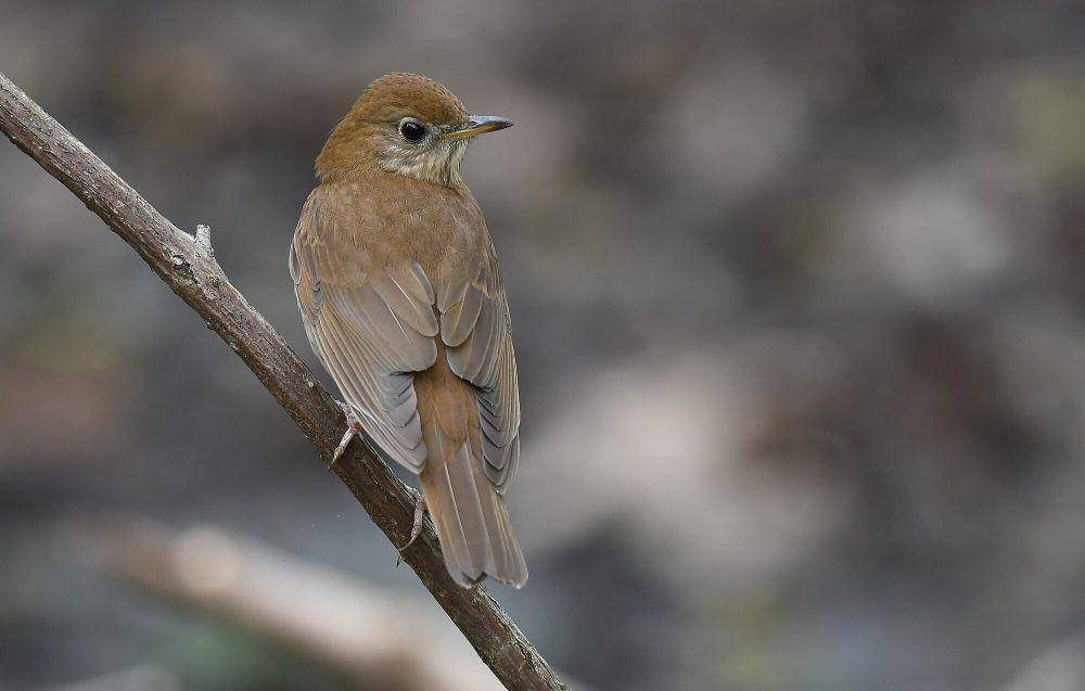 Veery (commons.m.wikimedia.org/Wildreturn)