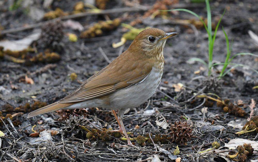 Veery (commons.m.wikimedia.org/Wildreturn)