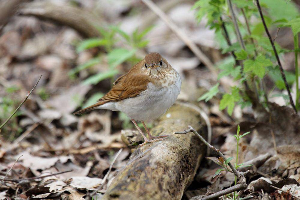 Veery (commons.m.wikimedia.org/Dominic Sherony)