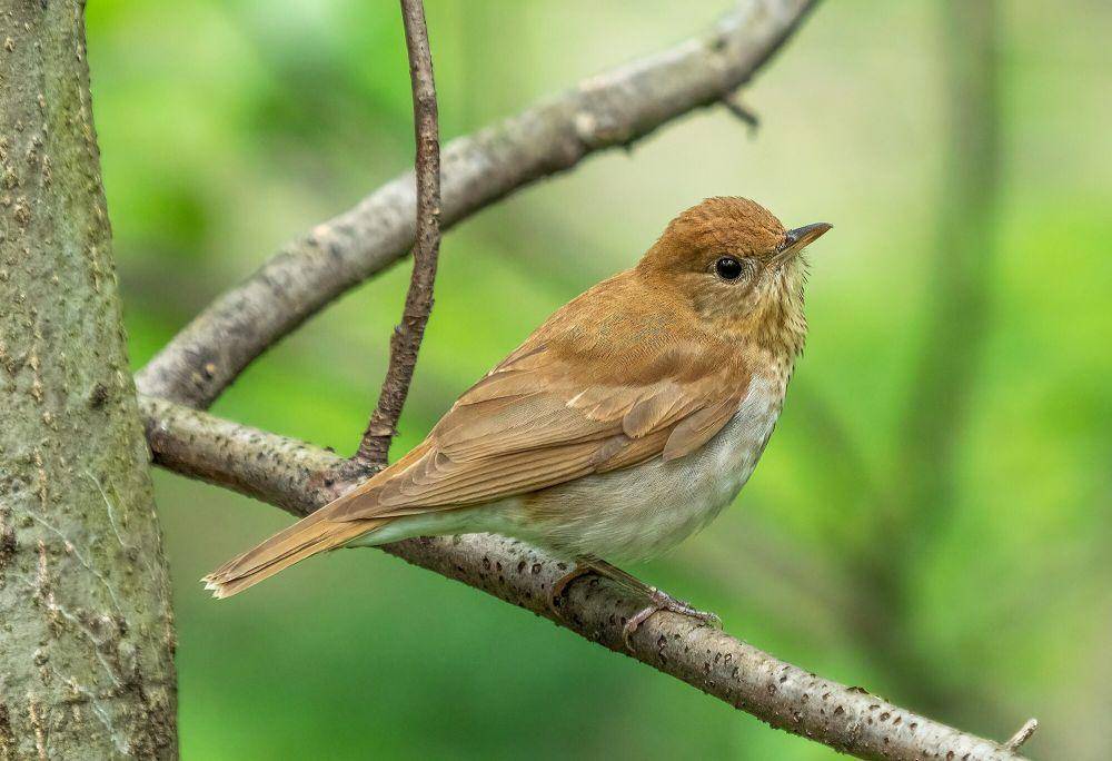 Veery (commons.m.wikimedia.org/Rhododendrites)