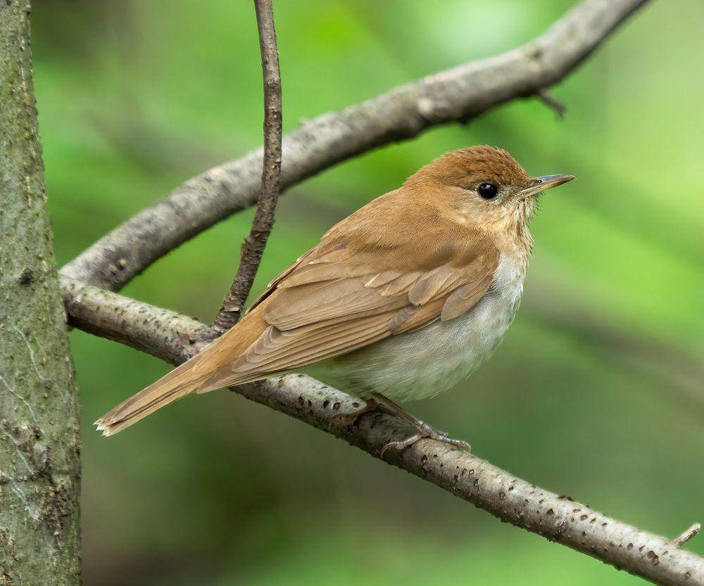 Veery (commons.m.wikimedia.org/Rhododendrites)