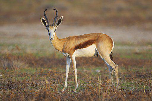 springbok (commons.wikimedia.org/ Yathin S Krishnappa)