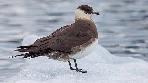 arctic skua (commons.wikimedia.org/ AWeith)