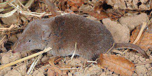 shrew (commons.wikimedia.org/ Hyun-tae Kim)