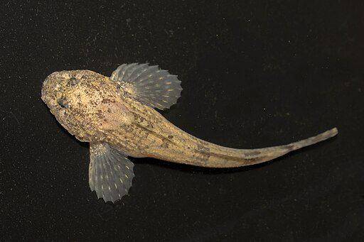 sculpin (commons.wikimedia.org/USFWS Midwest Region from Midwest Region)