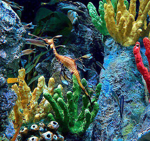 sea dragon (commons.wikimedia.org/Betty Wills (Atsme))