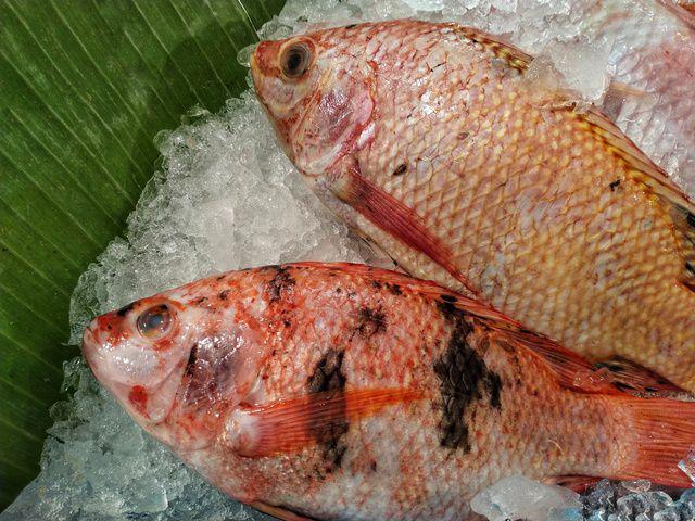 ikan kakap merah (vectezy.com/pakdheokim)