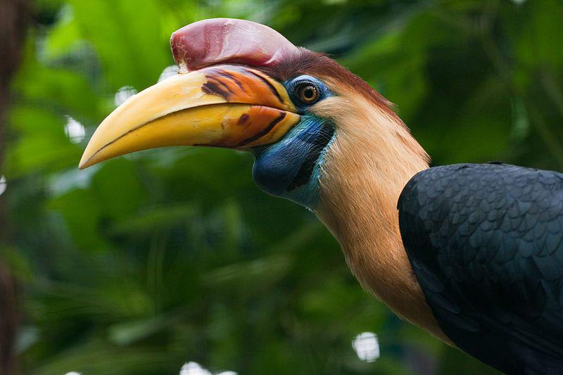 7 Burung Endemik Asal Sulawesi, Kamu Pernah Lihat?