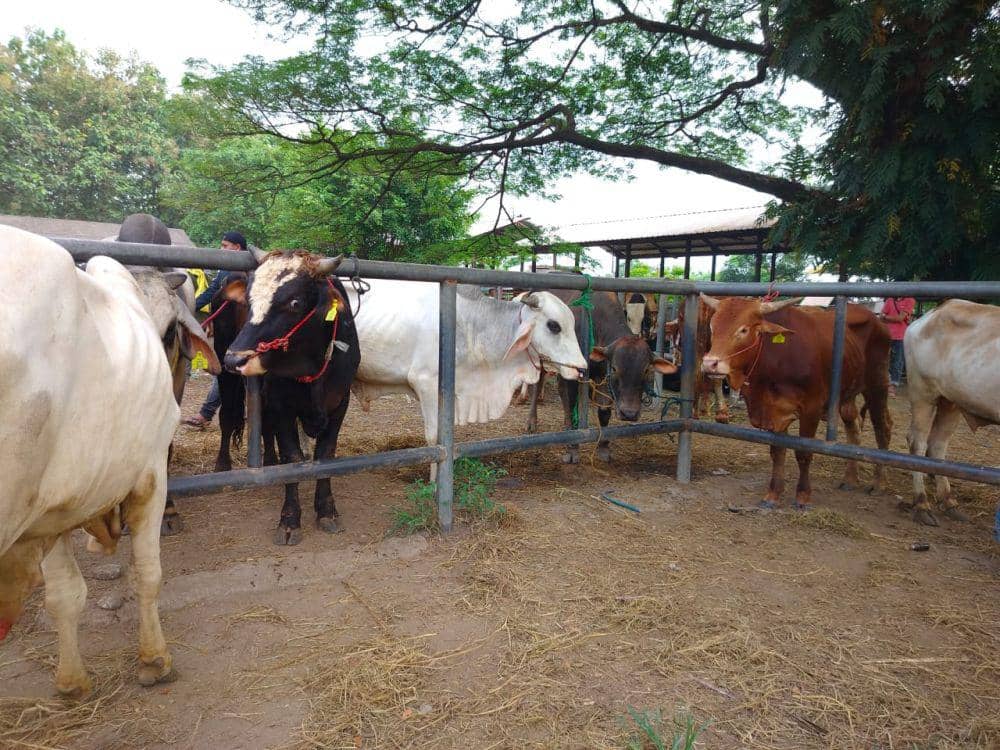 10 Sapi yang Mati di Cepoko Gunungpati Semarang Terinfeksi Penyakit Ngorok
