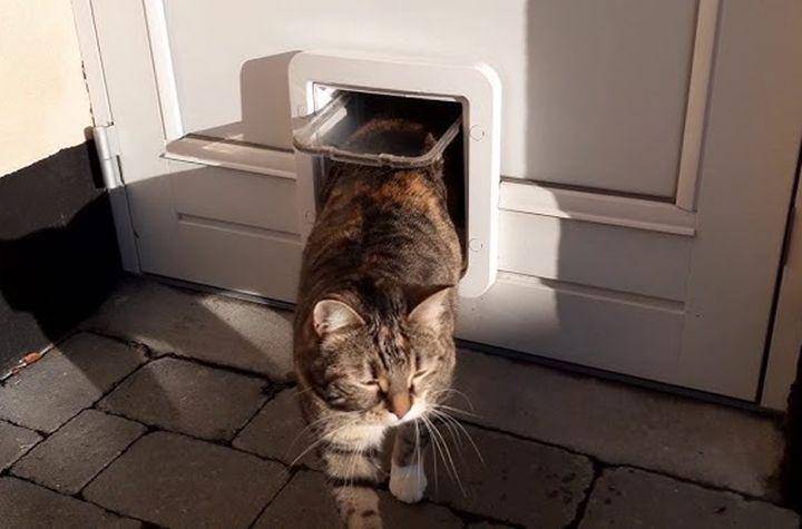 Microchip Cat Door Connect (youtube.com/Borntogetbusy)