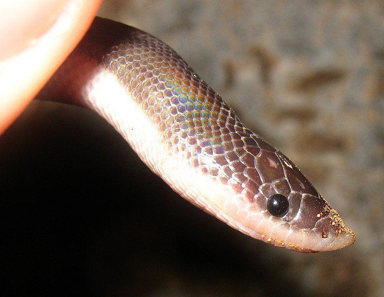potret jarak dekat dari ular-sinar matahari meksiko dewasa (commons.wikimedia.org/Jorge Armín Escalante Pasos)