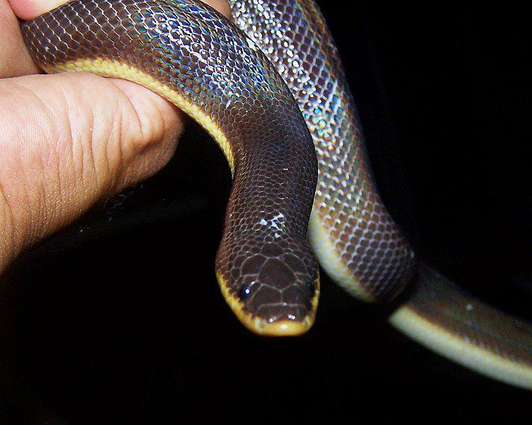 Ular sinar-matahari meksiko merupakan satu-satunya spesies ular dalam famili Loxocemidae yang berkerabat erat dengan ular sanca. (commons.wikimedia.org/Martín Sánchez Vilchis)