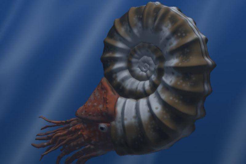 Asteroceras obtusum, Ammonit dari periode awal Jurassic (commons.wikimedia.org/Nobu Tamura)