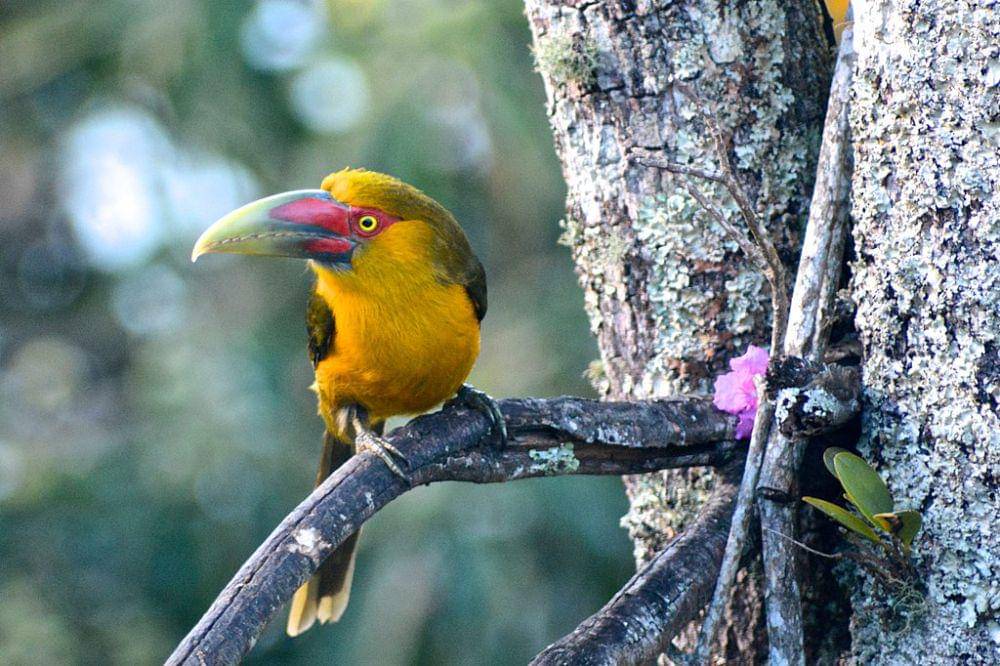 saffron toucanet (commons.wikimedia.org/Bmdantas2018)