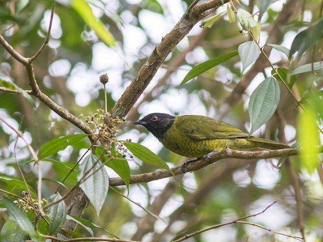 black-headed berryeater (birdsoftheworld.org)