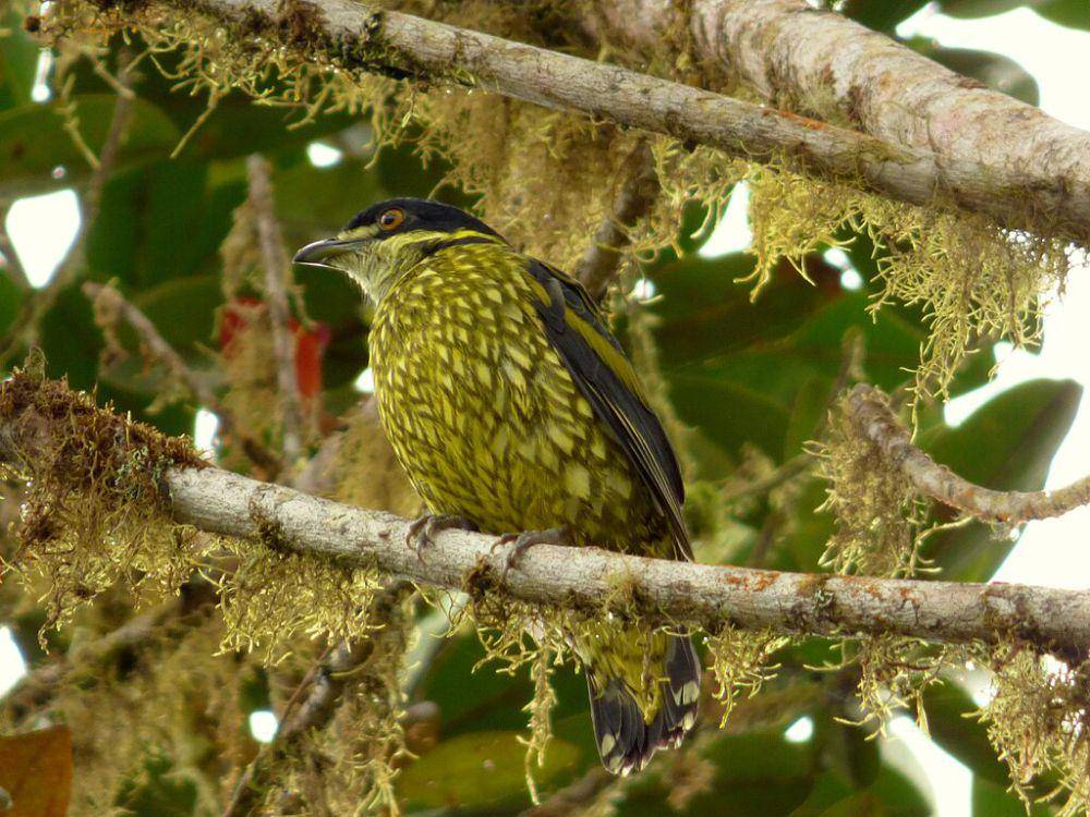 scaled fruiteater (commons.wikimedia.org/Alejandro Bayer Tamayo)