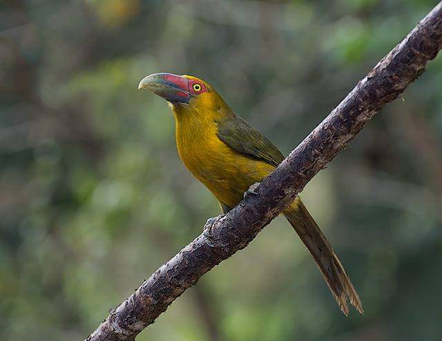 saffron toucanet (commons.wikimedia.org/Dario Sanches)