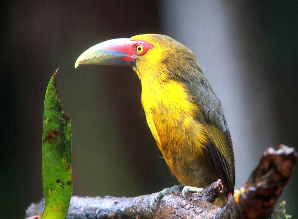 saffron toucanet (commons.wikimedia.org/Luiz Carlos Rocha)