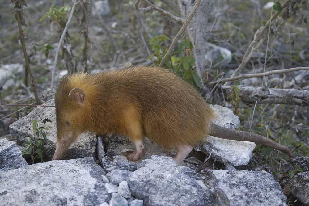 7 Fakta Solenodon, Mamalia Berbisa Hidup Sejak Zaman Dinosaurus