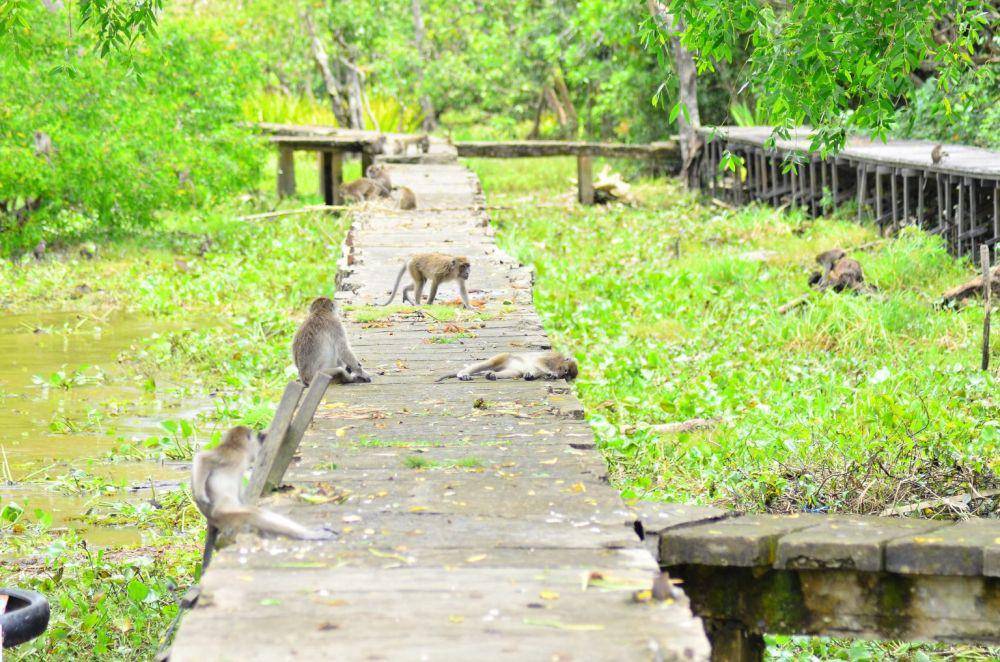 Pulau Kembang, Kabupaten Barito Kuala (meratusgeopark.org)