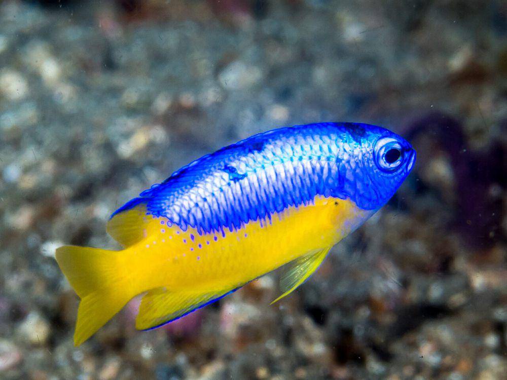 ilustrasi Pomacentrus auriventris (commons.wikimedia.org/Rickard Zerpe)