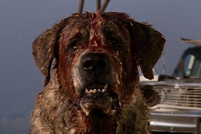 karakter Cujo di film Cujo. (dok. Warner Bros. Pictures/Cujo)