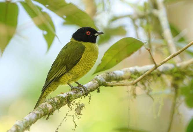 black-headed berryeater (birdsofcolombia.org)