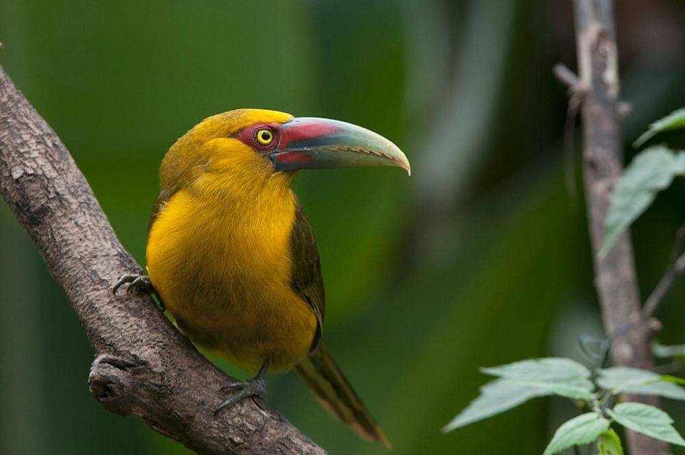 saffron toucanet (commons.wikimedia.org/Renato Augusto Martins)
