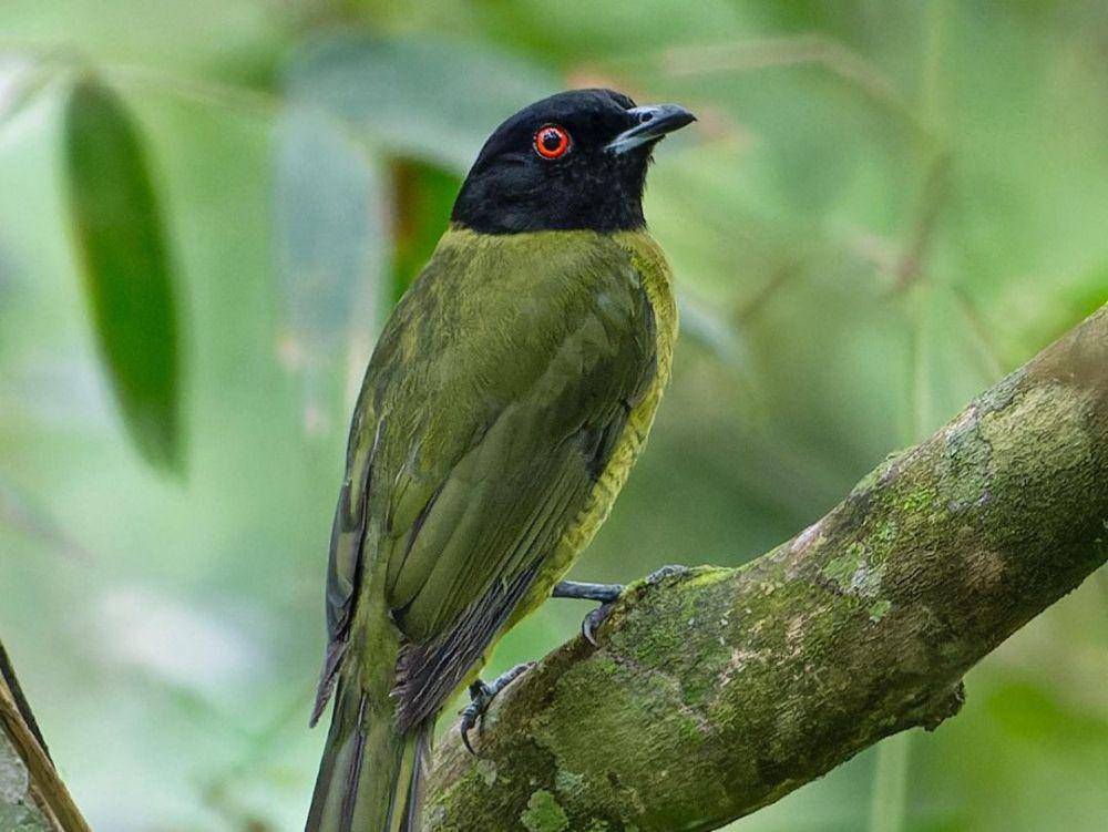 black-headed berryeater (instagram.com/paulodimasm)