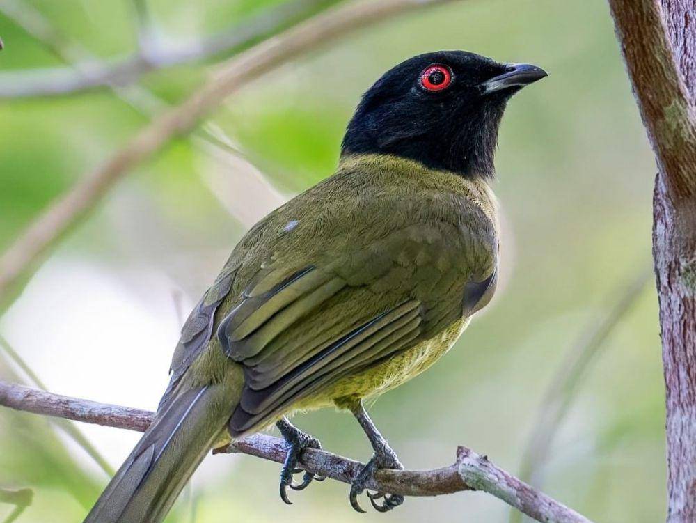 black-headed berryeater (instagram.com/robjansenphotography)