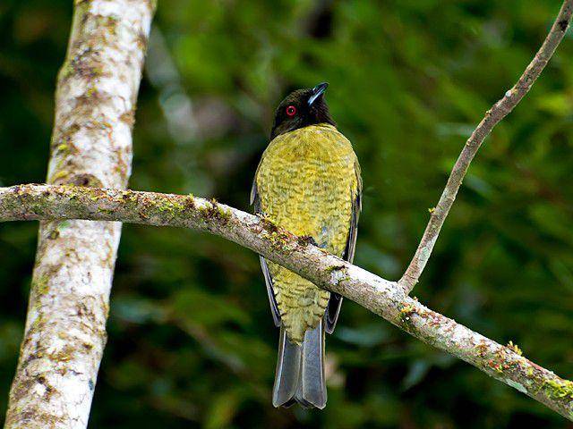 black-headed berryeater (commons.wikimedia.org/Dario Sanches)