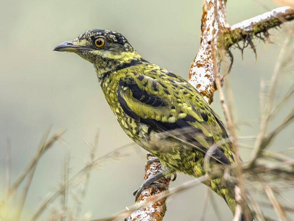 scaled fruiteater (commons.wikimedia.org/Charles J. Sharp)