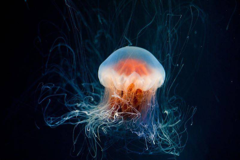 fakta unik ubur-ubur abadi (Pixabay.com/EddieKphoto)