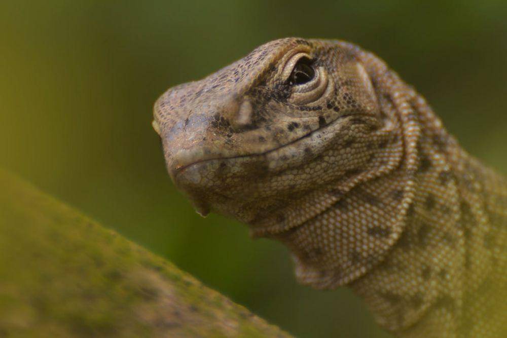 ilustrasi biawak (pexels.com/ Sheikh Nafis)