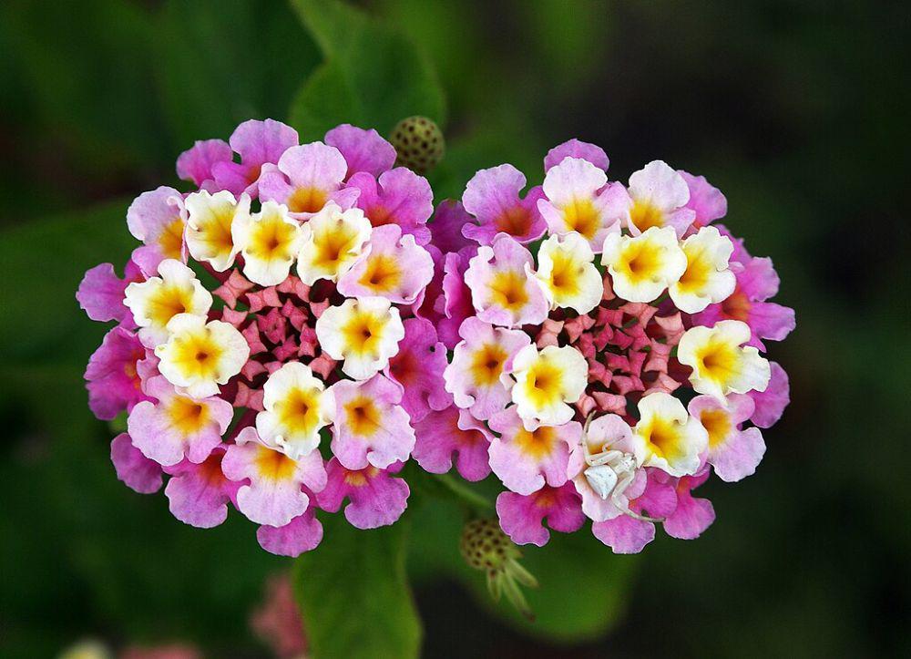 lantana (commons.wikimedia.org/Joaquim Alves Gaspar)