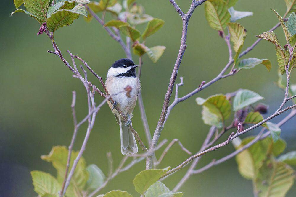 Black-capped chickadee (commons.m.wikimedia.org/Paul Danese)