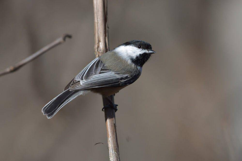 Black-capped chickadee (commons.m.wikimedia.org/John Stockla)