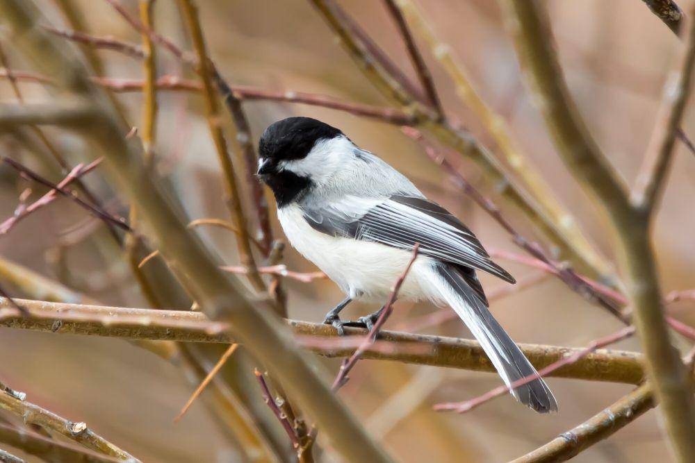 Black-capped chickadee (commons.m.wikimedia.org/Ron Knight)