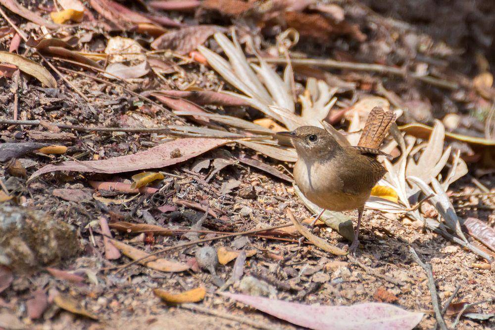 House wren (commons.m.wikimedia.org/Fernando Flores)
