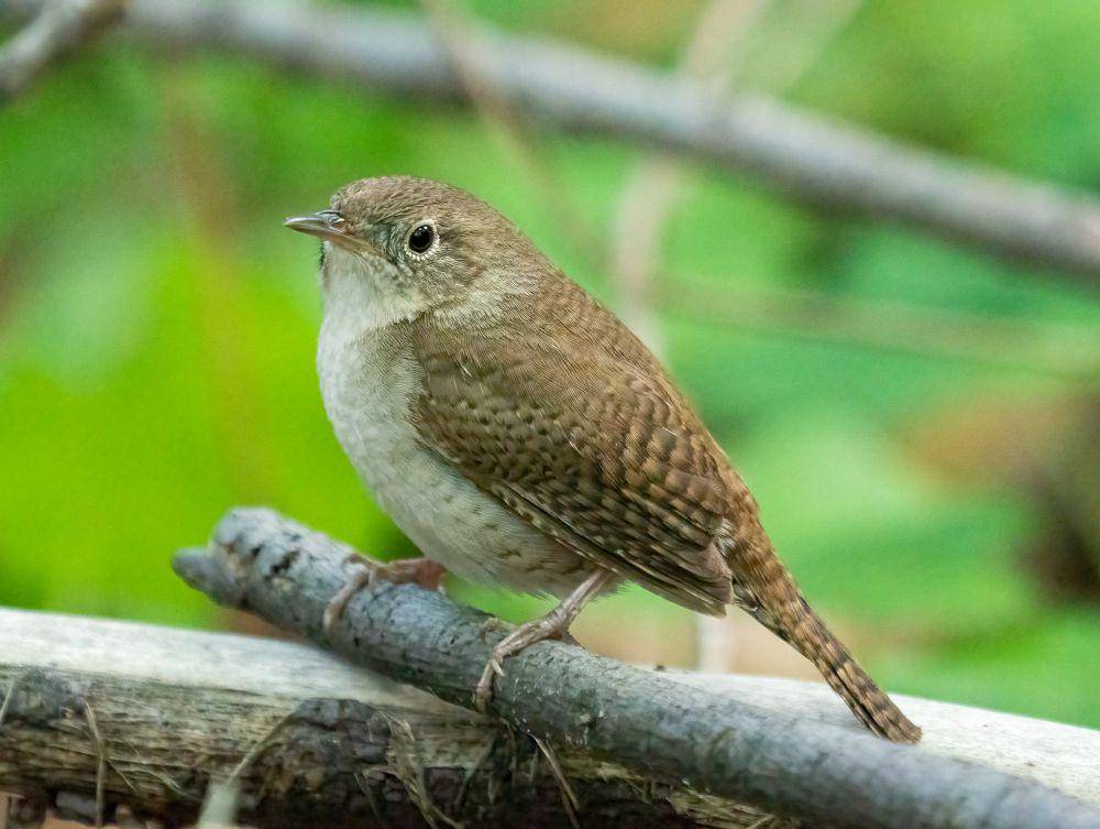 House wren (commons.m.wikimedia.org/Rhododendrites)