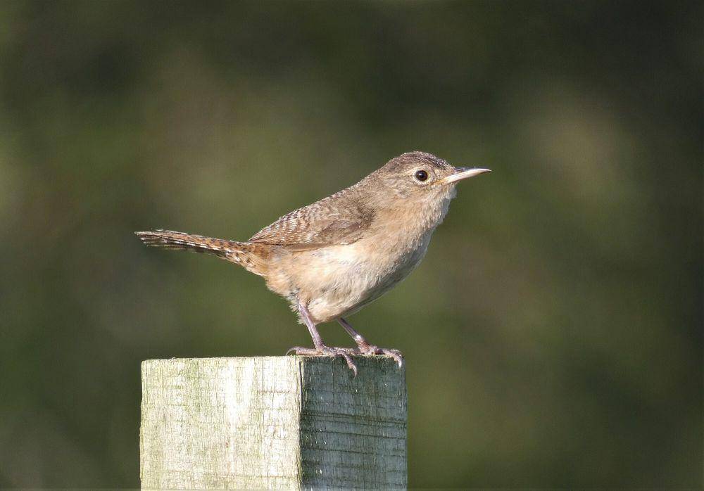 House wren (commons.m.wikimedia.org/Enrique Gonzalez)