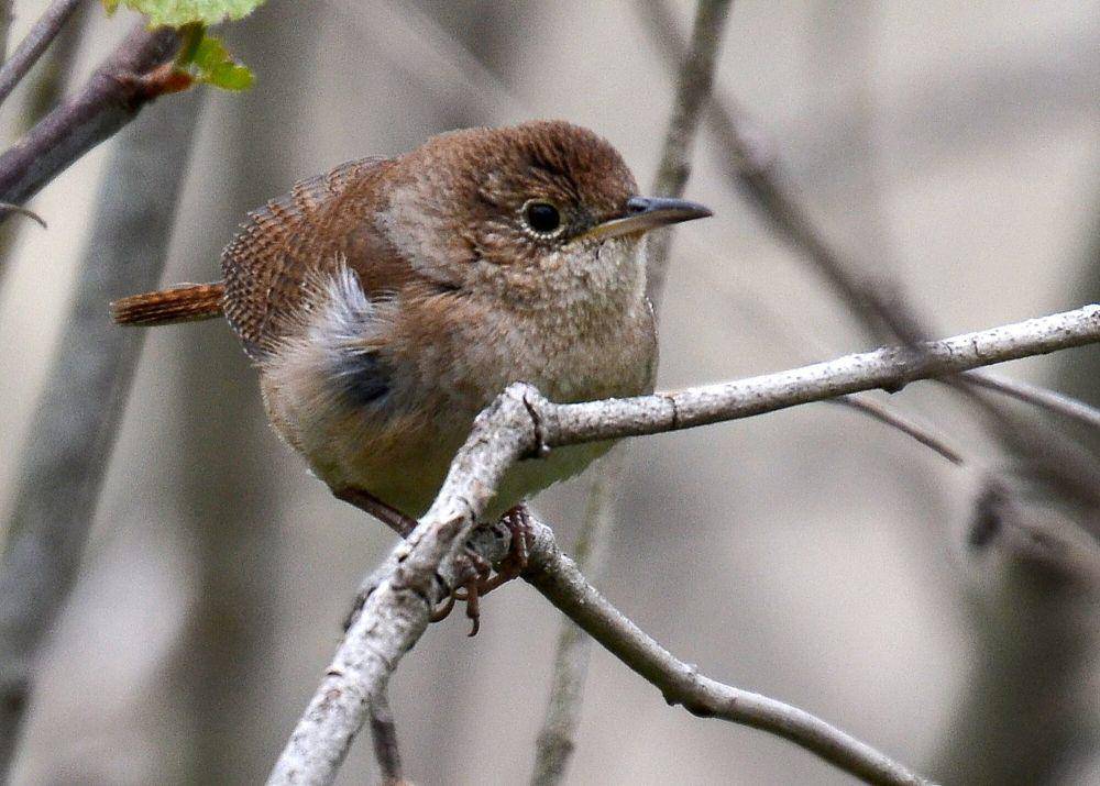 House wren (commons.m.wikimedia.org/CheepShot)