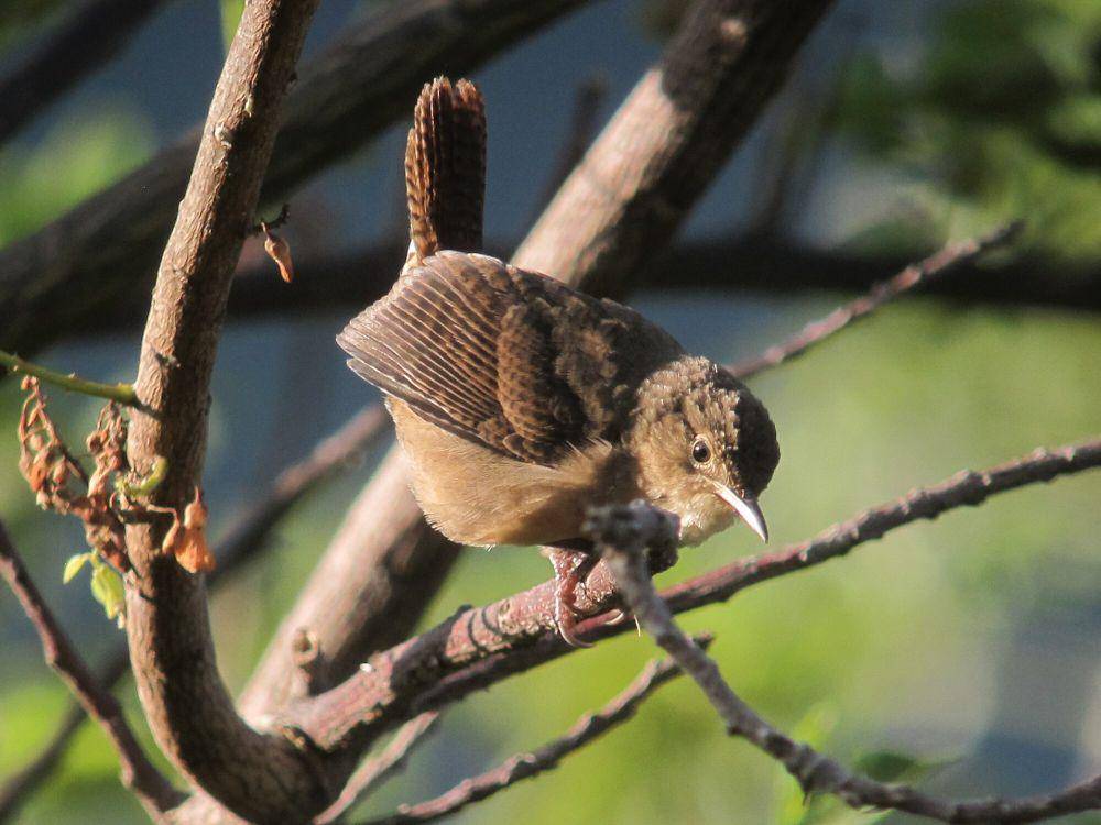 House wren (commons.m.wikimedia.org/Felix Uribe)