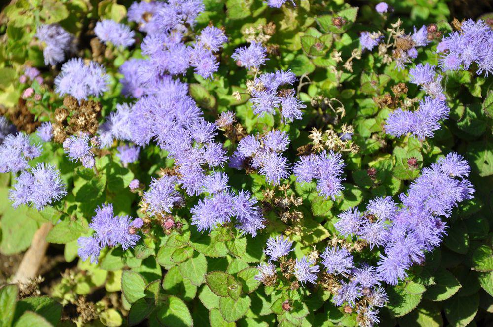 floss flower (commons.wikimedia.org/Lazaregagnidze)