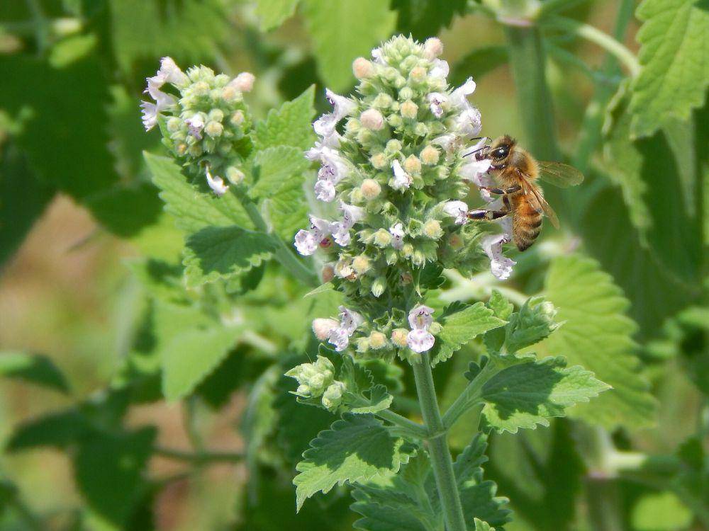 catnip (commons.wikimedia.org/AlishaLH)