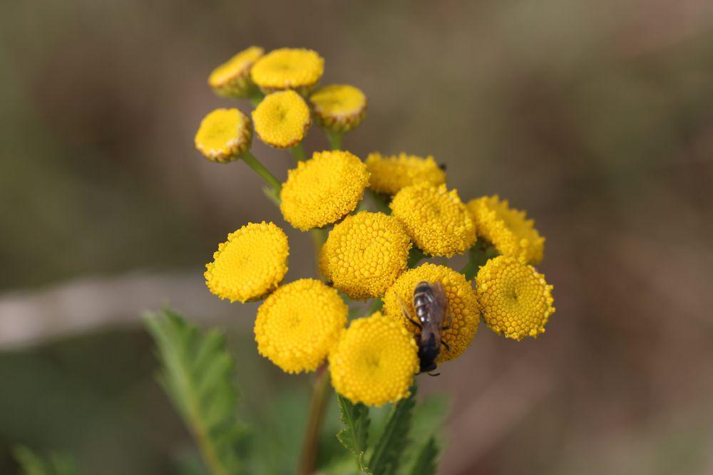tansy (commons.wikimedia.org/Björn S)