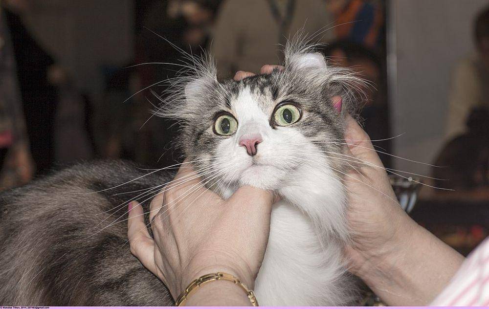 kucing american curl