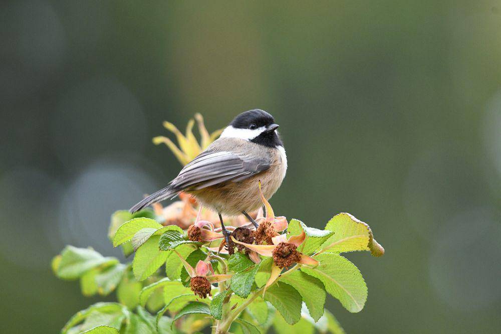 Black-capped chickadee (pixabay.com/Veronika Andrews)