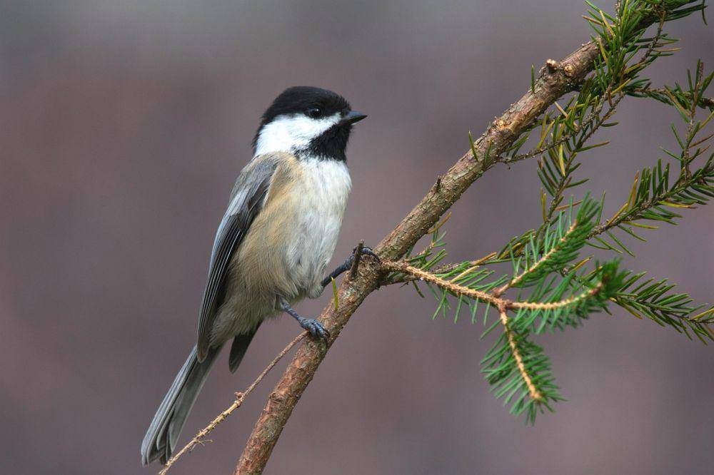 Black-capped chickadee (pixabay.com/Jack Bulmer)