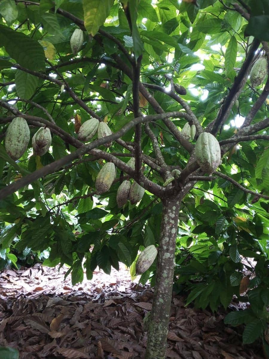 Tanaman cokelat (Dok.IDNTimes/Istimewa)